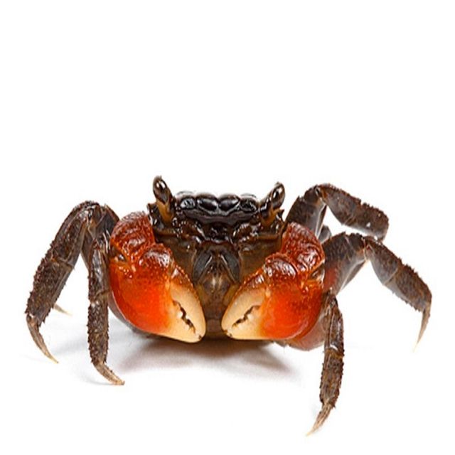 Premium Frozen Crab with Naturally Sweet Full Meat Carefully Selected Processed and Frozen to Preserve Fresh Ocean Taste - Image 5