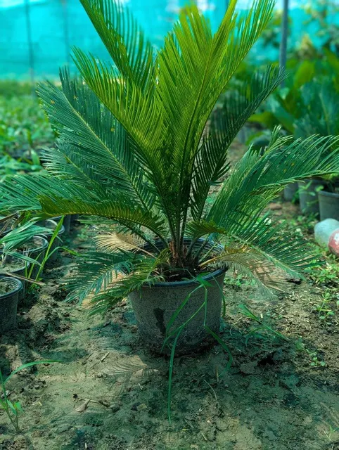 Sago palm lush green plants available 🇵🇰 almost 10000plants available – product photo 4, product detail gallery