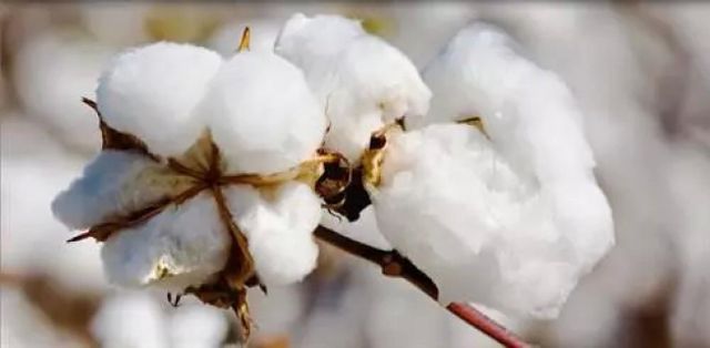 100% Organic Cotton Raw Cotton Material Fabric Breathable Eco-Friendly Anti-Bacteria Premium White - Image 2