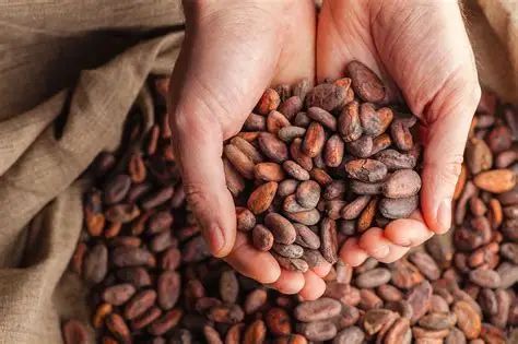 Premium Fermented Raw Cocoa Beans (Grade A / FAQ) | Low Slaty & FFA Guaranteed | Direct Farm - Image 3
