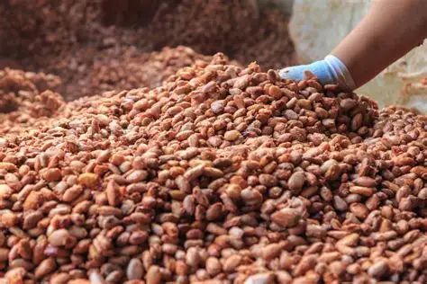 Premium Fermented Raw Cocoa Beans (Grade A / FAQ) | Low Slaty & FFA Guaranteed | Direct Farm - Image 2