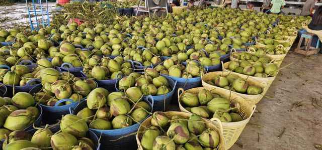 Top Quality Premium Fresh Young Coconut (Diamond shape) from Thailand (Best Price & Low MOQ) - Image 5