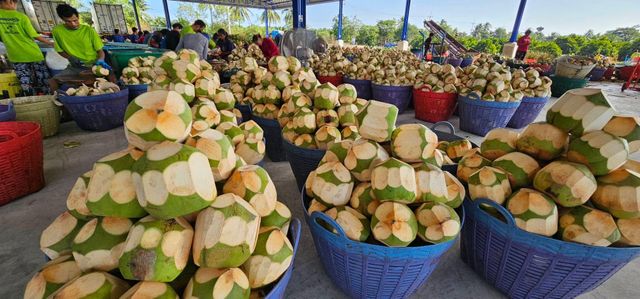 Top Quality Premium Fresh Young Coconut (Diamond shape) from Thailand (Best Price & Low MOQ) - Image 4