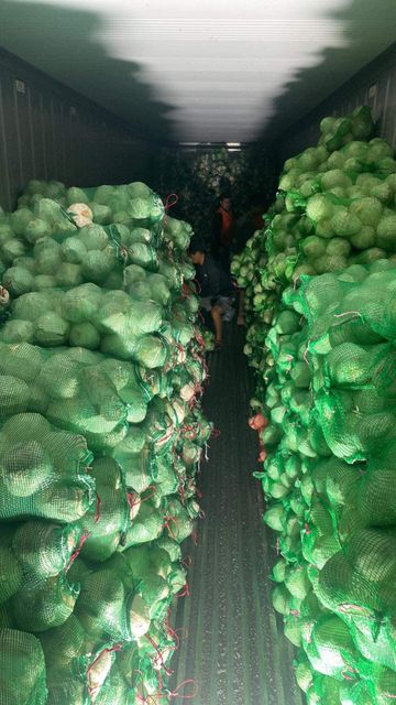 Top Quality Premium Fresh Young Coconut (Diamond shape) from Thailand (Best Price & Low MOQ) - Image 6