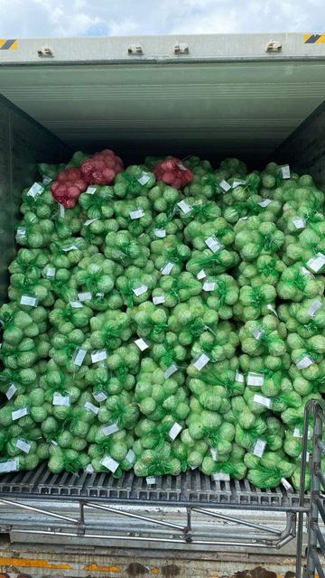 Top Quality Premium Fresh Young Coconut (Diamond shape) from Thailand (Best Price & Low MOQ) - Image 7