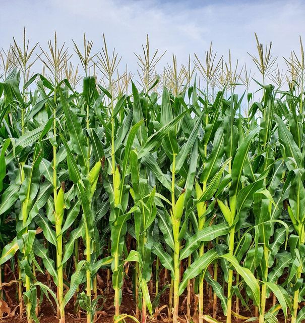 maize - Image 4