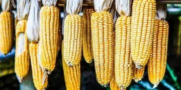 maize - Image 3
