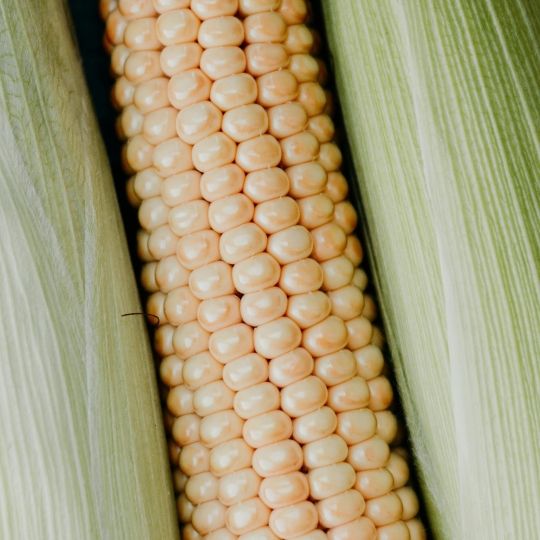 Corn Starch - Image 1