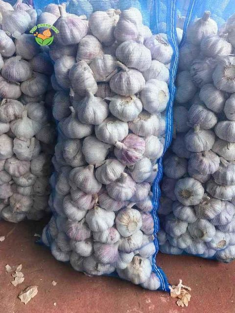 China Fresh Garlic - Image 2