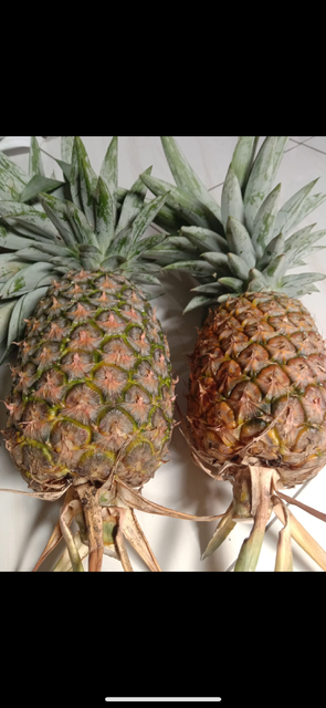 Fresh Pineapple - Image 3
