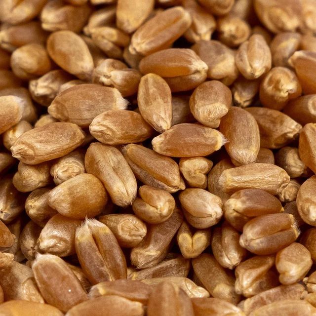 Bulk Supply Of Fresh Durum Wheat With High Purity And Excellent Quality Premium And Natural Wheat For Export - Image 1