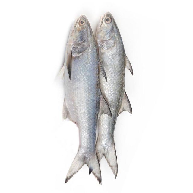 Direct Supplier Of Fresh salmon fish medium size whole salmon fish At Wholesale Price - Image 3