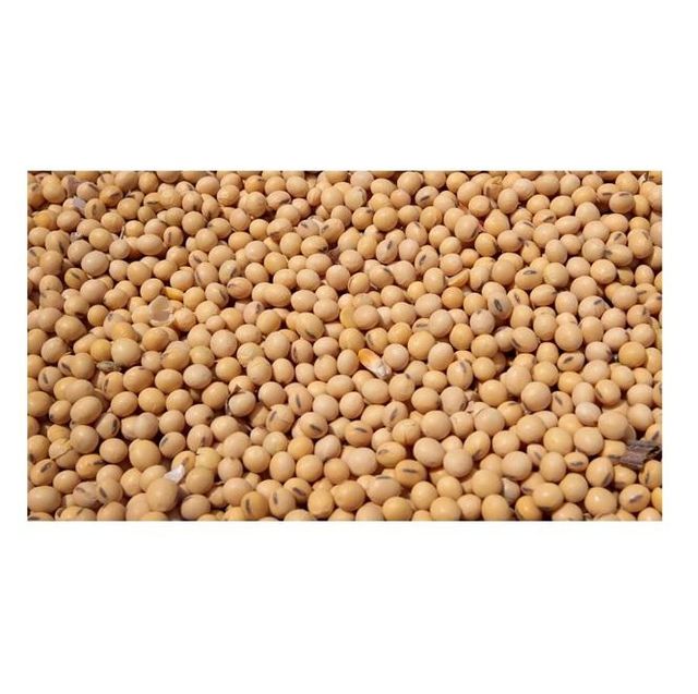 High Protein Yellow Soybean Soya Beans / Soy Bean For Sale Origin Other Features Organic Degree of Processing Dried, Raw - Image 1