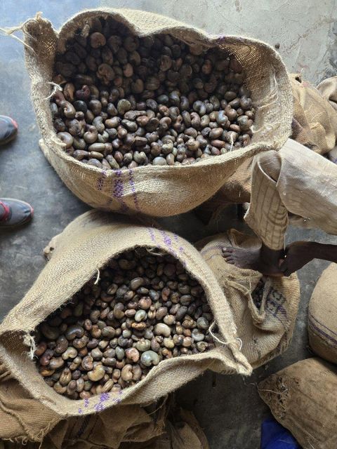 Raw Cashew Nuts in-shell Ogbomosho origin - Image 3