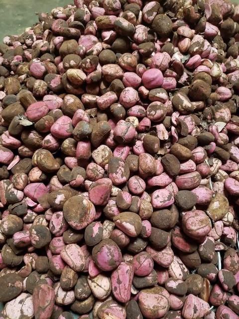 Kola Nut Grade A Taste bitter Flavor Bitter Place of Origin Nigeria Caffeine Content Present Harvesting Environment Humid Tropical Climate - Image 3