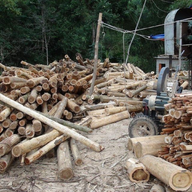 TOP SALE High Quality Wood Timber/Lumber/Logs- 100% Natural Wood For Furniture/Construction - Image 4