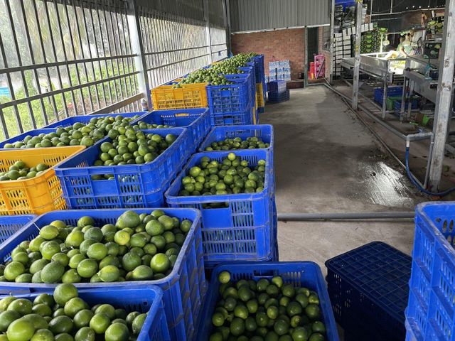 Seedless Lime Origin Vietnam Product Type Fruits & Vegetables - Image 4