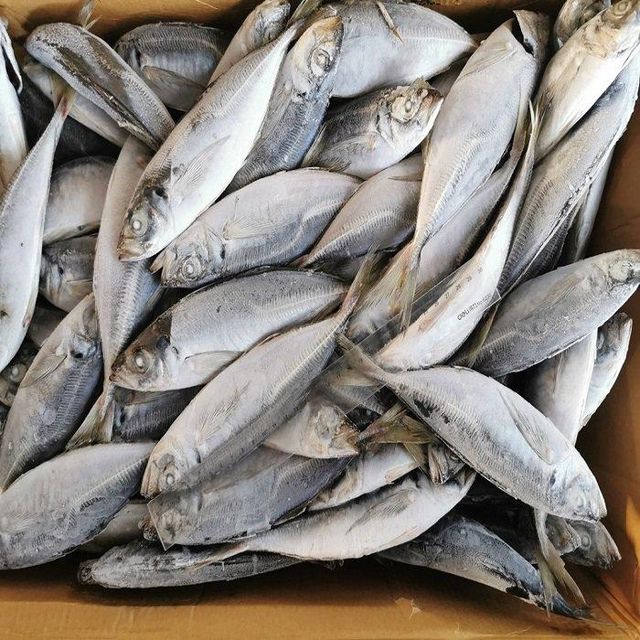 Frozen Horse Mackerel Fish Seafood Bulk Pack Grade a Netherlands Origin 2 Year Shelf Life - Image 3