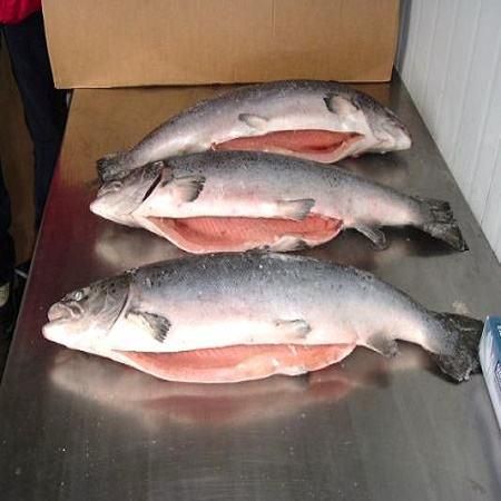 Fresh Norwegian Salmon Carefully Packed Whole Atlantic Fish For Seafood Importers And Retail Supply - Image 4
