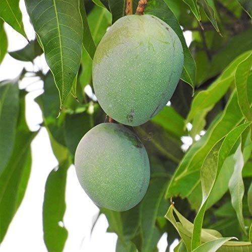 Hot Selling Best Quality Fresh Natural Healthy Mango Fruit Sweet Flavor Available At Wholesale in Reasonable Price - Image 3