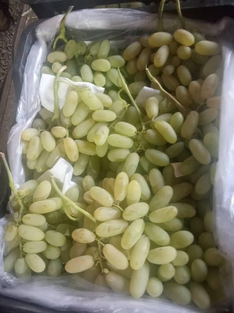 grapes fruits Packaging box Type fresh grapes Origin Uzbekistan Purity 100% Natural Manufacturer uzbekistan Certifications Global Gap Certificate - Image 4