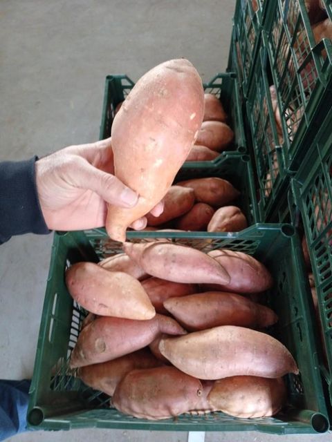 Fresh Egyptain Sweet Potato Organic No Bin Size 600 Kg Freshness Level Fresh Custom Packing Available Packaging Size 6 Kg Cartons - Image 6