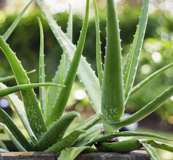 Fresh Aloe Vera - Image 4