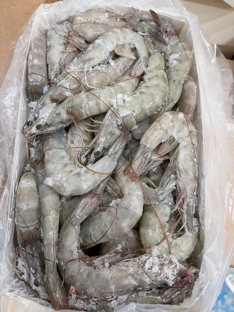 supplying Frozen Vannamei Shrimp (Penaeus vannamei) from Indonesia - Image 1
