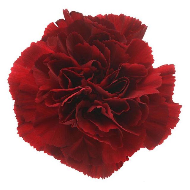 Fresh Cut Carnation Flowers - Image 3