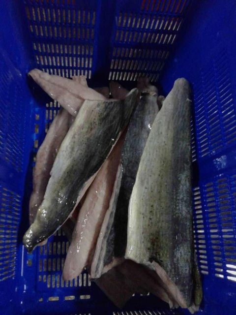 Frozen Mahi Mahi Fish Premium Ocean Harvest With Moist Tender Flesh And Professional Bulk Supply Availability - Image 2