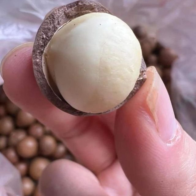 Industrial Supply Macadamia Nuts Wholesale Macadamia Nuts With High 90% Whole Kernel Ratio And Clean Processing For Export Trade - Image 4