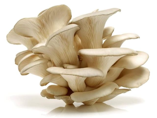 Organic Oyster Mushroom Wholesale Price Buyers Frozen Fresh Oyster Mushrooms Indian Supplier - Image 3