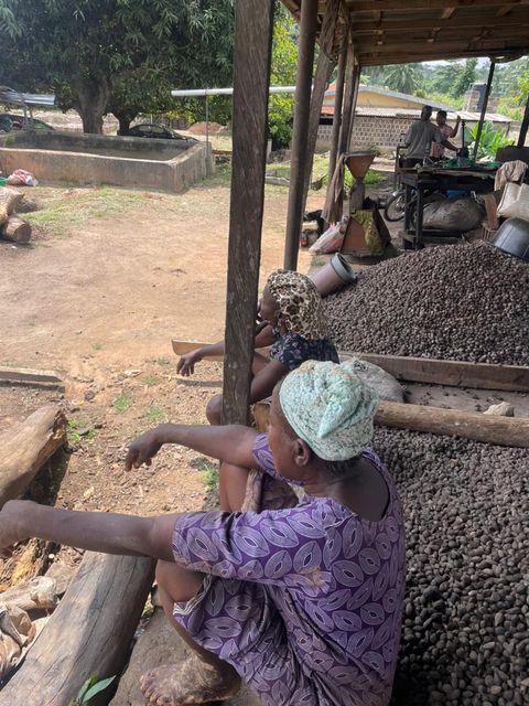 Raw Palm Nuts Purity High Oil Yield High Documentation Transparent Documentation Supply Consistency Steady Monthly - Image 3