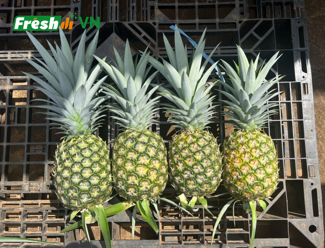High Quality Fresh Pineapple - Image 2