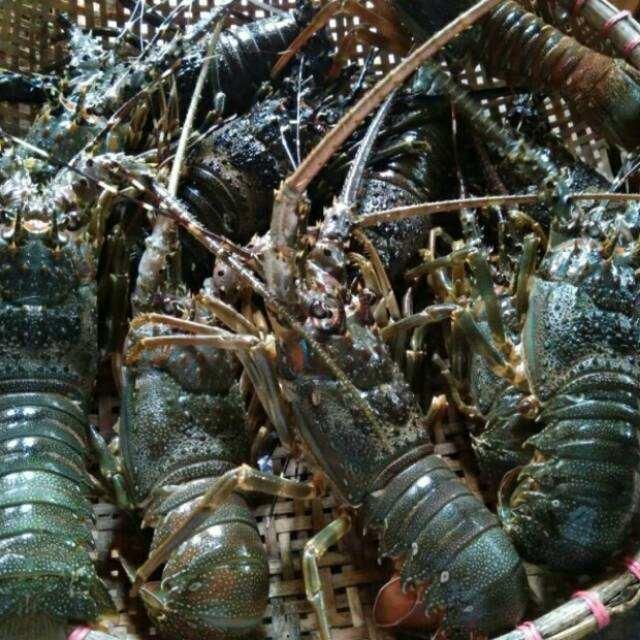 Frozen Fresh Lobsters Ocean Sourced Delicacy Offering Excellent Processing Standards And Exceptional Product - Image 3