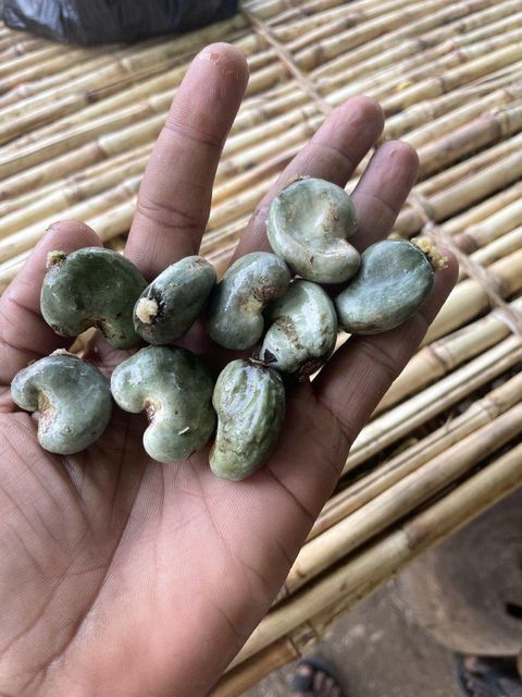 Cashew nut in shell - Image 1