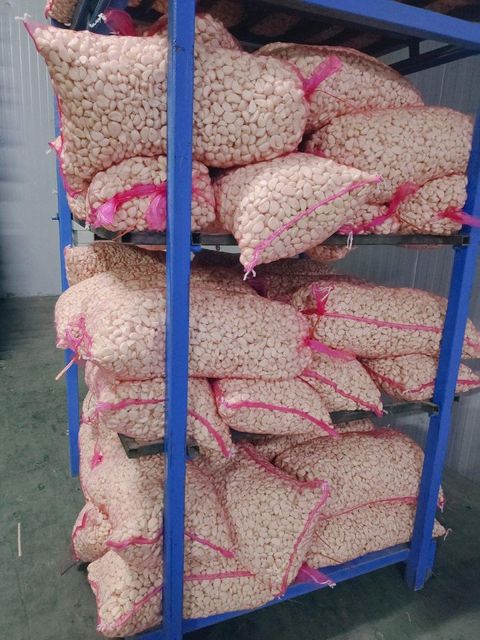 Fresh Peeled Garlic Cloves Top Grade Organic Vacuum Frozen Garlic Cloves Healthy Natural Freeze Peeled Vegetables - Image 4