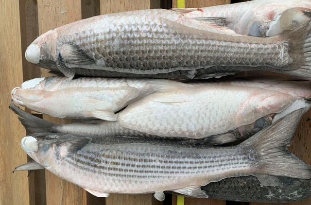 frozen grey mullet fish whole fish blue spot fresh seafood wholesale - Image 1