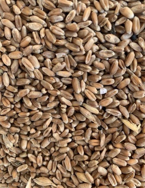 Milling wheat, protein 12.5% Origin Ukraine Crop Year 2025 Port FOB Odesa W Value Min 180 Type Soft Wheat Features GMO-Free - Image 5