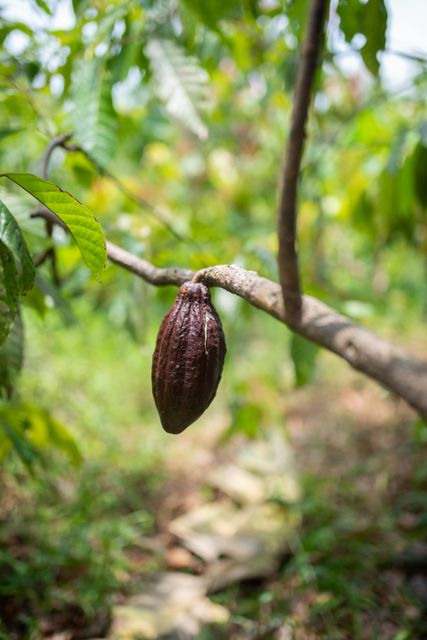 Fermented and Dried Cacao Beans - Image 3