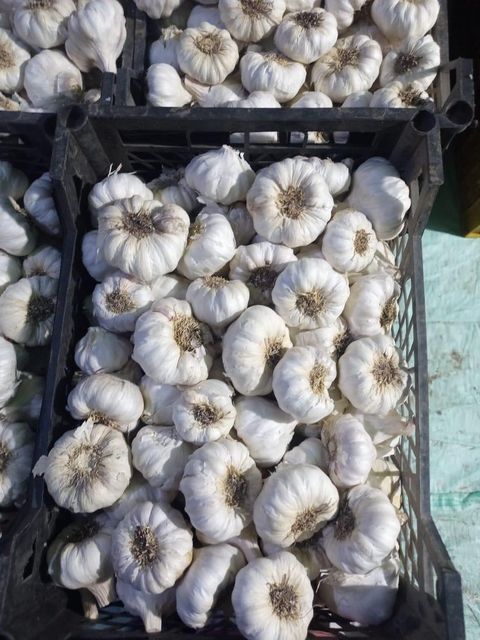 Fresh White Garlic – product photo 6, product detail gallery