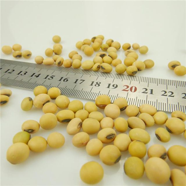 50kg Bag Sprouting and Food Grade Dry Yellow Soybean Seed Non Gmo Soybeans - Image 2