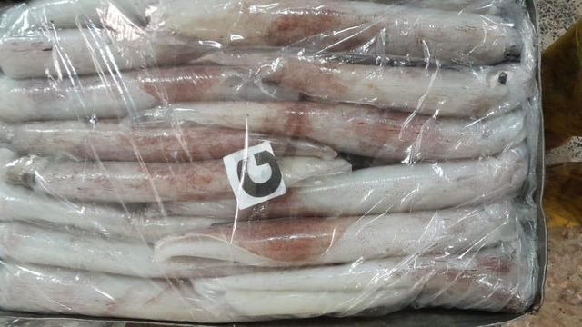 squid loligo vulgaris - Image 3