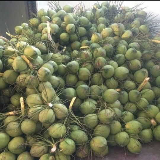 Bulk Top Quality Thai Fresh Young Coconut / Young Semi Husk Coconut - Image 3