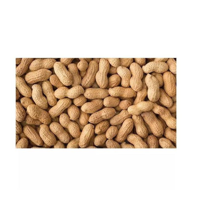 Wholesale Peanuts bulk supply affordable price fresh high quality - Image 2