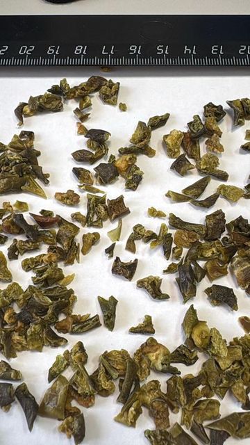 Dried Vegetables: Tarragon, Dill, Parsly, Chives, Mint Origin Iran Texture Dried Packaging PP Bags, Cartons Type Tarragon, Dill, Parsley, Chives, Mint, Etc - Image 4