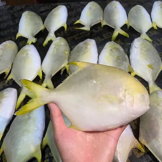 Frozen Golden Pompano Fish Pomfret Supplier Origin China Resource Wild Model NO. 0304 Certification HACCP Shelf Life >12 - Image 4