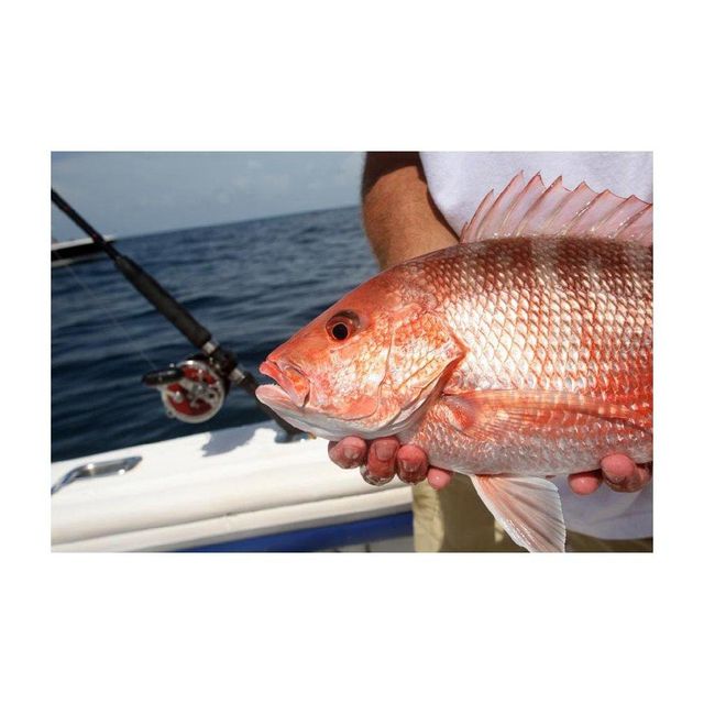 Fresh frozen whole Frozen Red snapper fish best wholesale price in market - Image 3