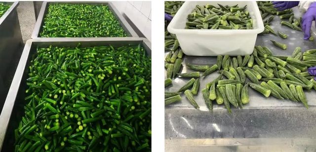 Frozen Okra Whole for Supermarket and Catering Supply HACCP BRC 1kg 2.5kg 10kg Pack - Image 4