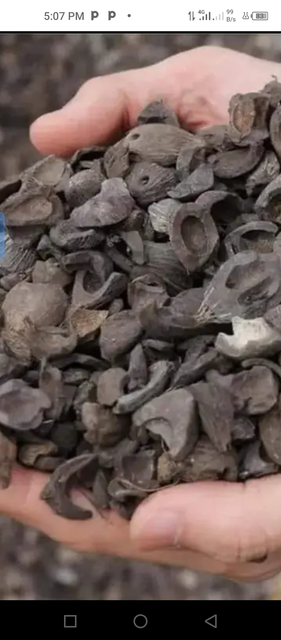 Palm Kernel Shell Packaging Bag Ash Content Low Form Fibrous Shell Calorific Value High Place of Origin Nigeria Primary Use Biomass Fuel - Image 2